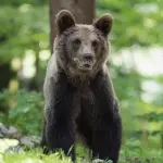 Trentino, rifiuti più sicuri per ridurre i rischi con orsi e lupi